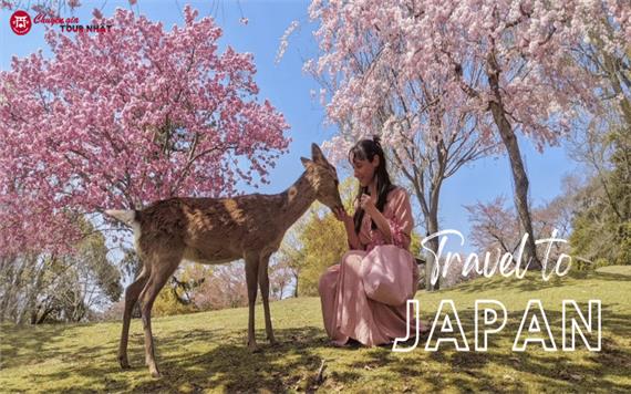 Du Lịch Nhật Bản Mùa Hoa Anh Đào Sakura 2023